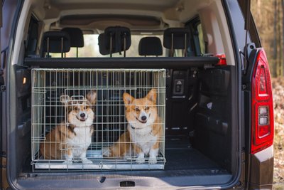 Šunys narve automobilyje