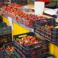 Lietuviškas derlius turguje – kiek tenka sumokėti ir ar įmanoma atskirti nuo lenkiškos produkcijos