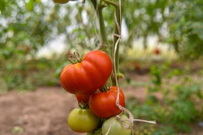Vilmos Burneikienės pomidorai