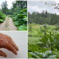 Liepą – vieno pavojingiausių augalų Lietuvoje žydėjimo metas: kartais dėl jo tenka net persodinti odą