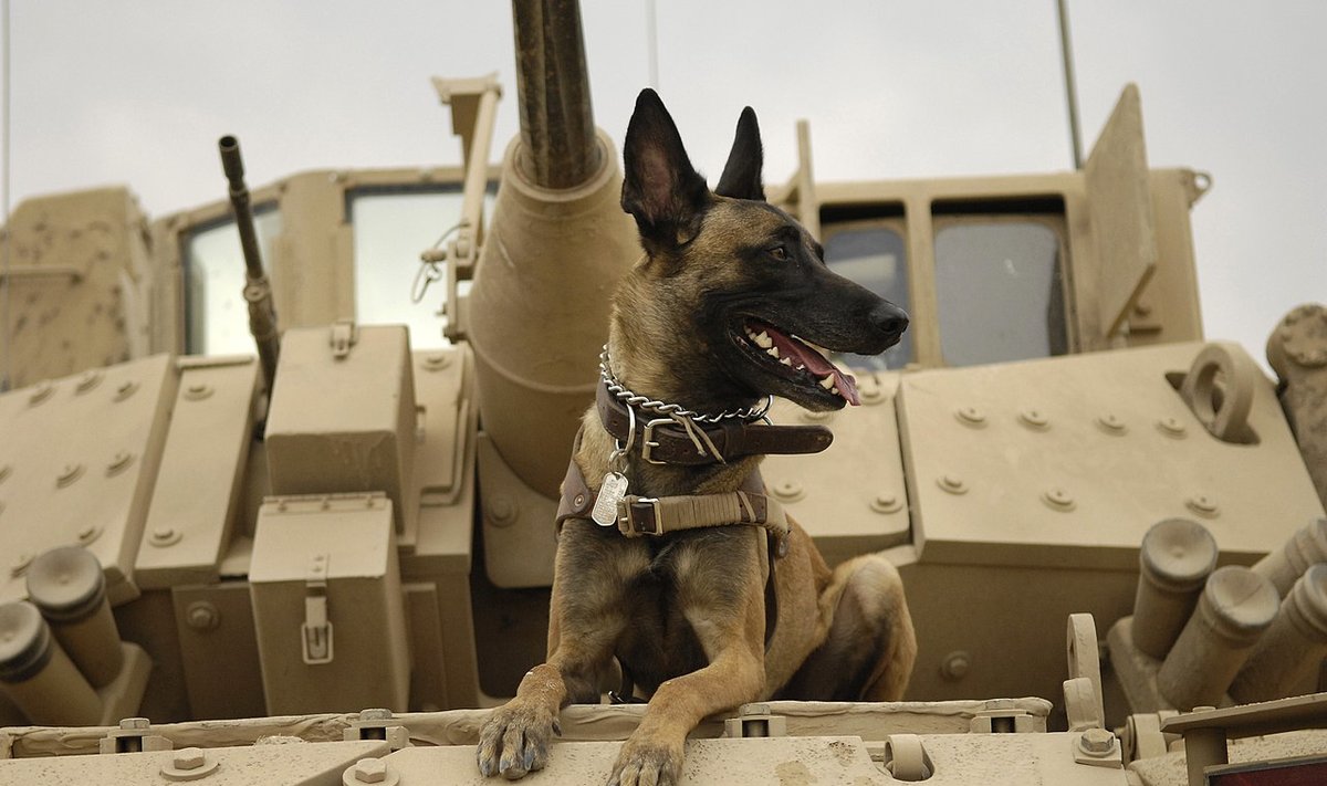 Belgų Malinua veislės šuo Bradley pėstininkų kovos mašinoje. Irakas.2007-ieji