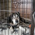 Gyvūnų prieglaudose įsisuko giltinė: šunų gyvybes šienauja mirtinas virusas