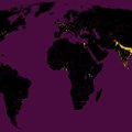 Geltona ir juoda: ką rodo šis pribloškiamas žemėlapis?
