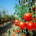 Kodėl suskyla pomidorai ir ar įmanoma juos išgelbėti