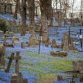 Neįmanoma atitraukti akių: Bernardinų kapinėse prasiskleidė tūkstančiai mėlynų žiedų