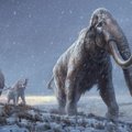 Nuostabus pasiekimas: mamutų tyrėjai iššifravo seniausių pasaulyje žinomų DNR pavyzdžių sekas