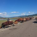 Mongoliški vairuotojo įspūdžiai: važiuoti ten reikia nuolat prasižiojus