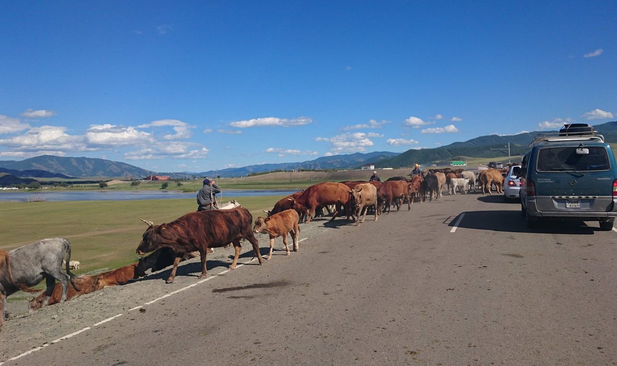 Kelias Mongolijoje nėra skirtas išskirtinai tik automobiliams