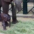 Vaizdo įraše – Dalaso zoologijos sode gimęs drambliukas krenta į šieno kupetą