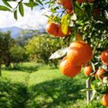 Kaip aš Kipre prakaitą liejau II: įstrigusi apelsinų kaime
