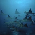 Mokslininkų taikinyje – paslaptingi jūrų gyviai: pritaisę specialius įrenginius žada pažinti povandeninio pasaulio sistemas