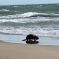 Moteris nufilmavo jūroje besimaudantį bebrą: kaip elgtis sutikus šį gyvūną