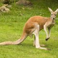 Australijoje paauglys tyčia suvažinėjo 20 kengūrų