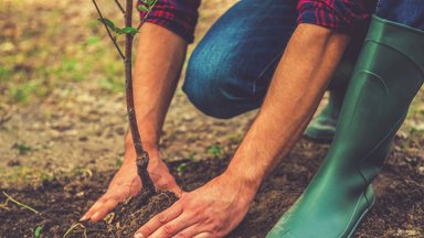 Pats metas sodinti vaismedžių sodinukus: ką ir kaip daryti, kad ištvertų žiemą