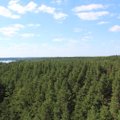 Lietuvos miškų paveikslas: kodėl pušynais džiaugiasi tik pajūris ir Dzūkija?