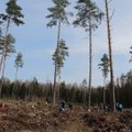Miškasodis Lietuvoje: padirbėti panoro ir nuteistosios, ir policijos pareigūnai