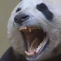 Edinburgo zoologijos sode gyvenančios pandos pirmą kartą susitiko intymioje aplinkoje