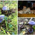 Skaitytojų grybavimo atradimai – „septyngalvis“ baravykas ir mėlynieji grybai