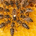 Daugėja skundų dėl bičių žūčių nuo ūkininkų purškiamų chemikalų