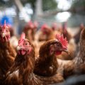 Čekijos ūkyje nuo paukščių gripo nugaišo 100 tūkst. vištų