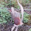 Vietiniai grybavimo ypatumai: baravykus rauna virvėmis, o voveraites skaičiuoja tūkstančiais