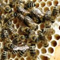 Europos Komisija siūlo, kaip išgelbėti nuo chemikalų žūstančias bites