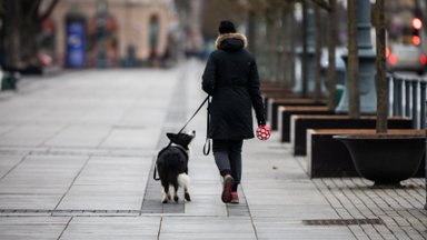 Teisme užvirė neregėta kova dėl šuns: kad susigrąžintų augintinį iš buvusios draugės, vilnietis nusprendė eiti iki galo
