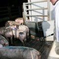 Lietuva bandys keisti Briuselio nuomonę dėl maro suvaržyto mėsos įmonių eksporto