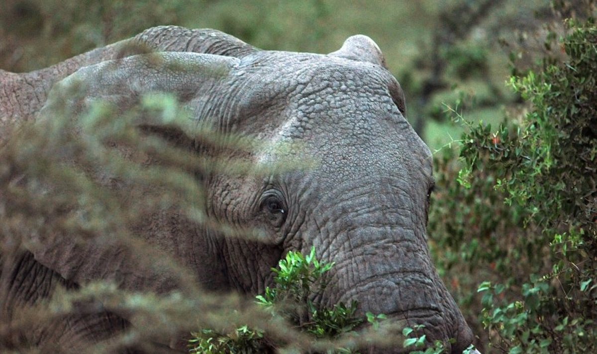 Kenijoje užkandžiaujantis dramblys