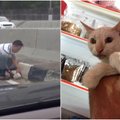 Nufilmuotas kilnus poelgis: greitkelyje vyras išgelbsti katino gyvybę
