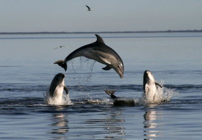 Delfinų akrobatika Australijos pakrantėje