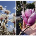 Magnolijos – gražiausi pavasario medžiai: pasakė, kokių sąlygų reikia norint kasmet džiaugtis žiedų gausa