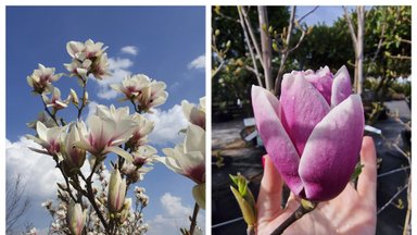 Magnolijos – gražiausi pavasario medžiai: pasakė, kokių sąlygų reikia norint kasmet džiaugtis žiedų gausa