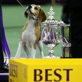 Biglio patelė tapo Niujorke vykusio šunų grožio konkurso nugalėtoja