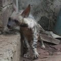 Indijos nacionalinio parko darbuotojai priglaudė mamos paliktą hienos jauniklį