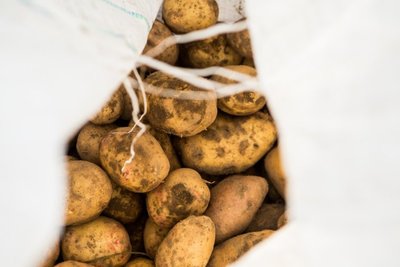 Bulvių nuoviras gali būti puikiausia skalbimo priemone