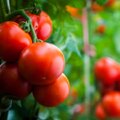 Estijoje aptiktas pomidorus ir paprikas žaibiškai pražudantis virusas