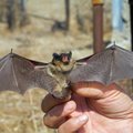 Penktadienį grius mitai apie kraugerius šikšnosparnius