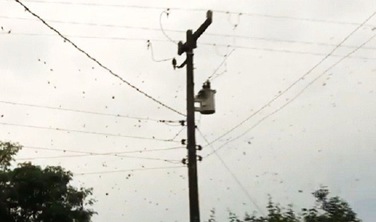 „Socialių vorų“ kolonija sumezgė gigantišką tinklą 