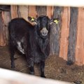 Žemaitijos kaime paneigtos lietuviškos pasakos – ožys pradėjo duoti pieną