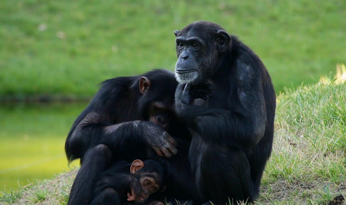 Tam tikros beždžionės turi teisę saugoti šeimą nuo konfliktų 