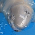 Nuo mamos atplėšto delfinuko išgelbėti nepavyko