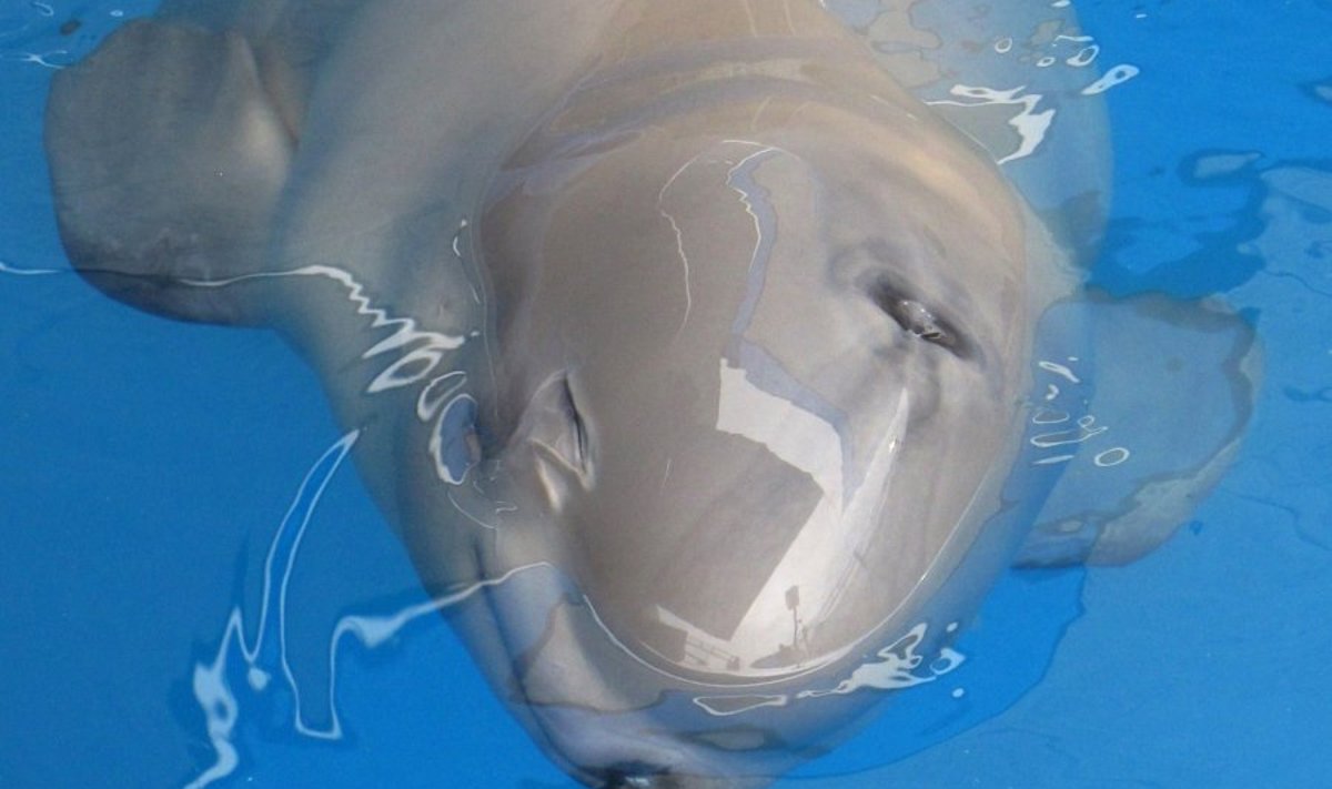 Baltojo delfino jauniklio išgelbėti nepavyko net specialistų komandai 
