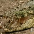 Australijos rezervato prižiūrėtojas vos nepakliuvo į krokodilo nasrus