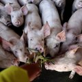 Latvijoje patvirtintas afrikinio kiaulių maro protrūkis