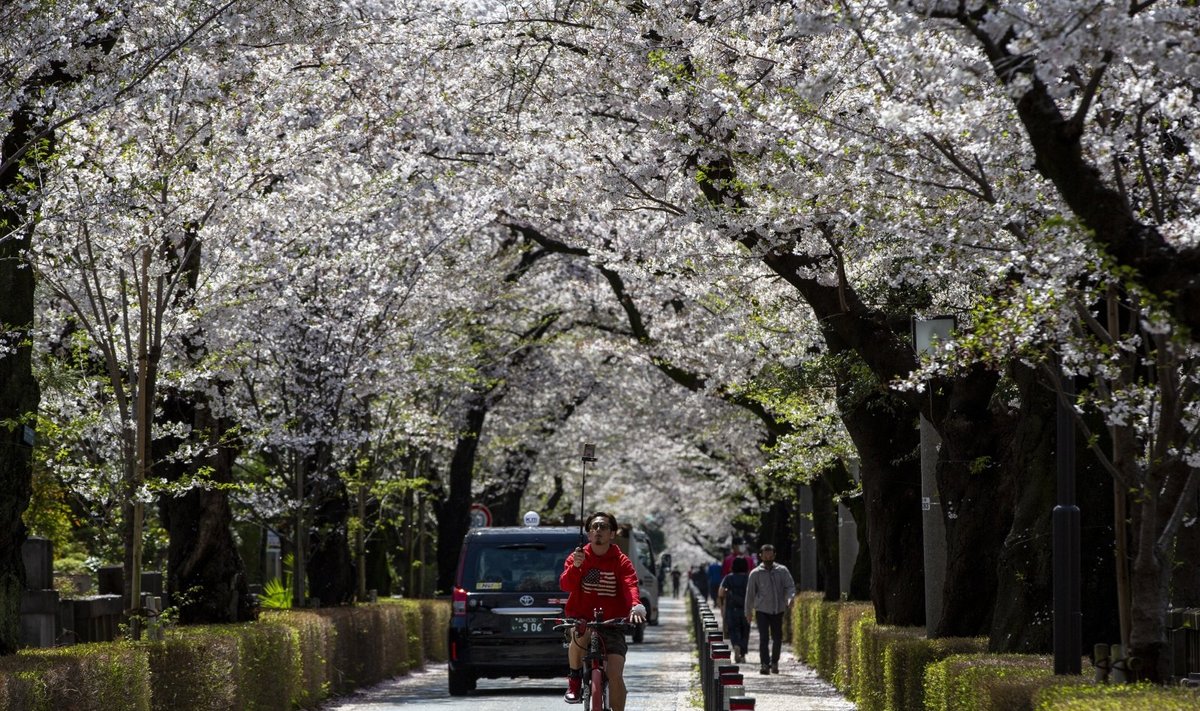 Japonijoje dėl klimato kaitos – pats ankstyviausias sakurų žydėjimo sezonas