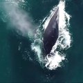 Šalia valčių nufilmuotas kuprotasis banginis