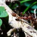 Kai sodus puola skruzdėlės: kaip jas naikinti?