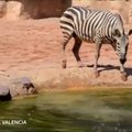 Valensijoje vos nepaskendo ką tik pasaulį išvydusi zebro jauniklė