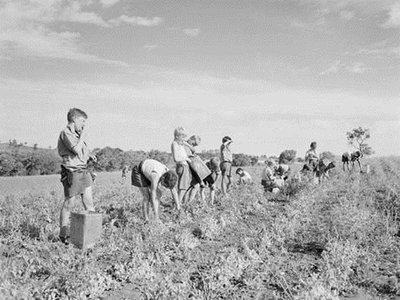 Vaikai renka žirnius laukuose, 1950 m.